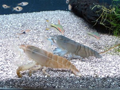 15 Popular Freshwater Shrimp Species (With Pictures): Complete Guide