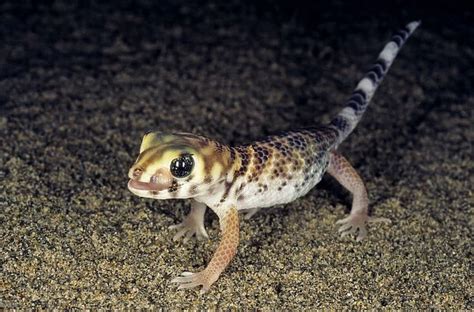 Common Wonder Gecko / Frog-eyed Gecko looks for prey under