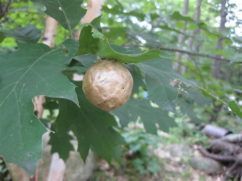 Oak Gall | Did you know that Oak Galls are a result of a gal… | Flickr