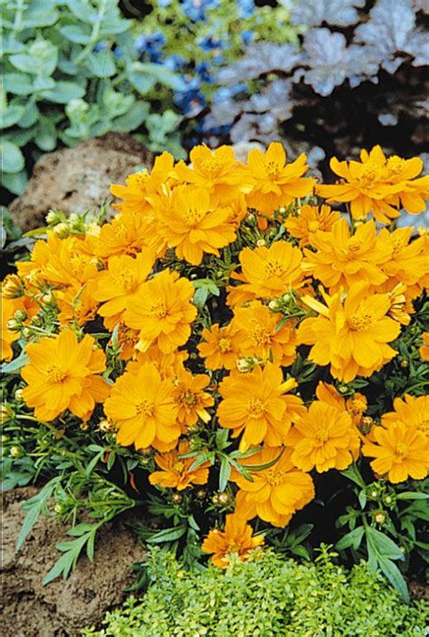 Cosmos sulphureus Cosmic Orange | Lucas Greenhouses