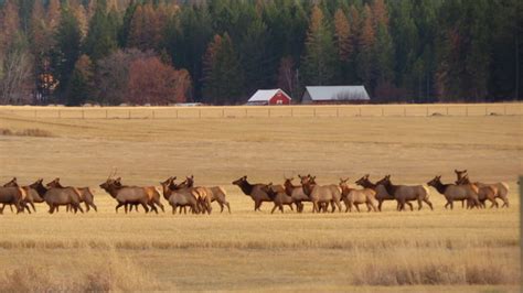 Montana to consider enlarging hunting districts