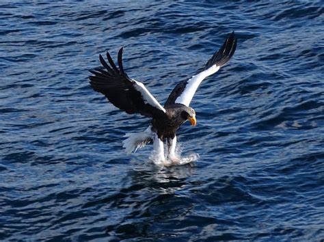 Stellar's Sea Eagle taken by Guide Phil Gregory on our Japan in Winter ...