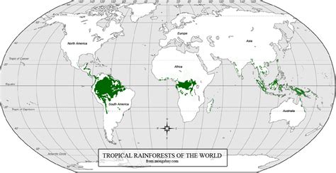 Rain forest information for school kids