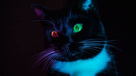 cat, heterochromia, eyes, colorful, view, 4k HD Wallpaper