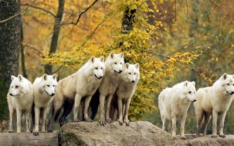 Pack of white wolves HD wallpaper | Wallpaper Flare