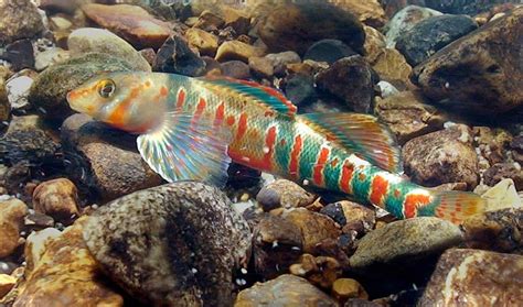 Protection for yellow-spotted salamander, candy darter fish | News ...