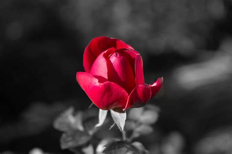 Free photo: Rose, Flower, Red, Nature - Free Image on Pixabay - 751688