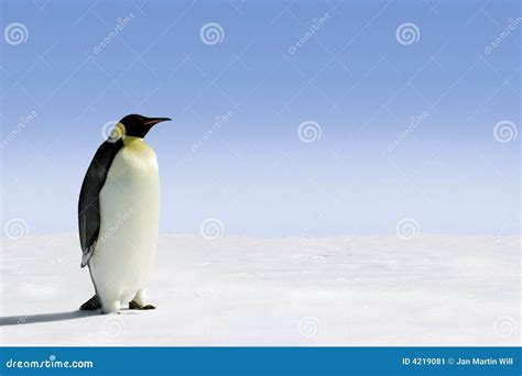 Emperor Penguin in Antarctica Stock Image - Image of penguin, looking ...