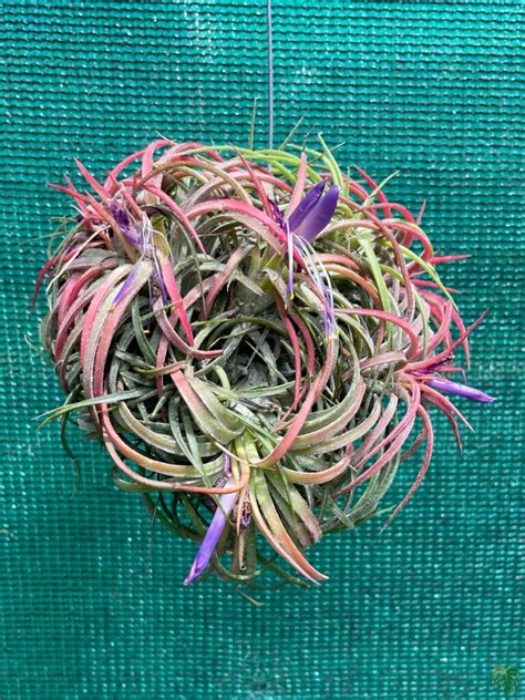 Buy Tillandsia Ionantha | Peppyflora®