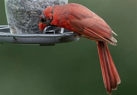 Premium Photo | Northern cardinal poses on a bird feeder