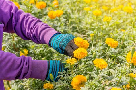 hand picking up marigold flowers in garden 10218348 Stock Photo at Vecteezy