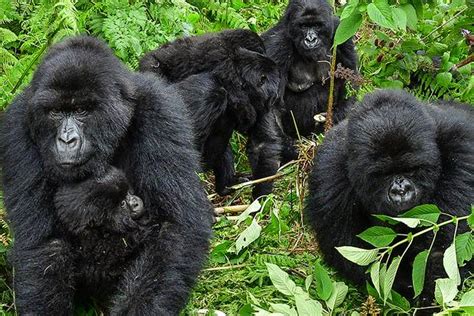 10 Best Gorilla Trekking Tours & Safaris 2021/2022 - TourRadar