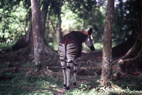 The Okapi — Okapi Conservation Project