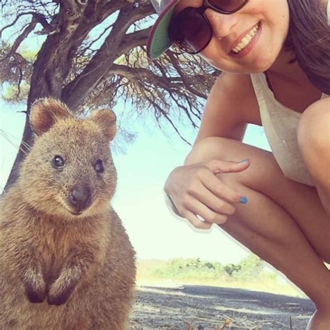 The 'Quokka Selfie'-Just Look At That Grin | Travels And Living