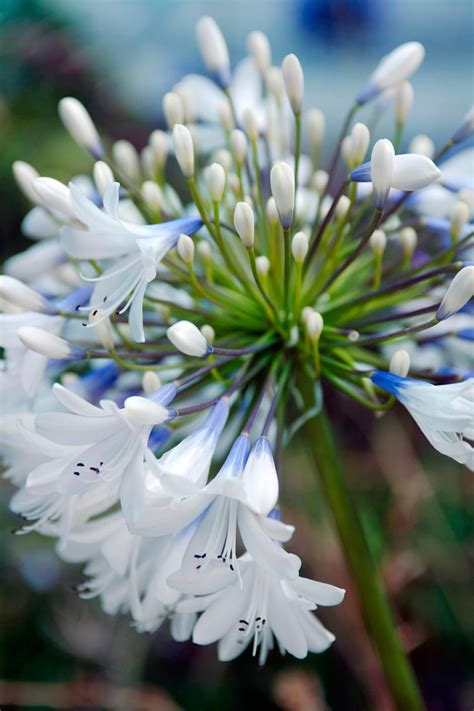 New generation agapanthus: 7 new breeds of agapanthus to tyr