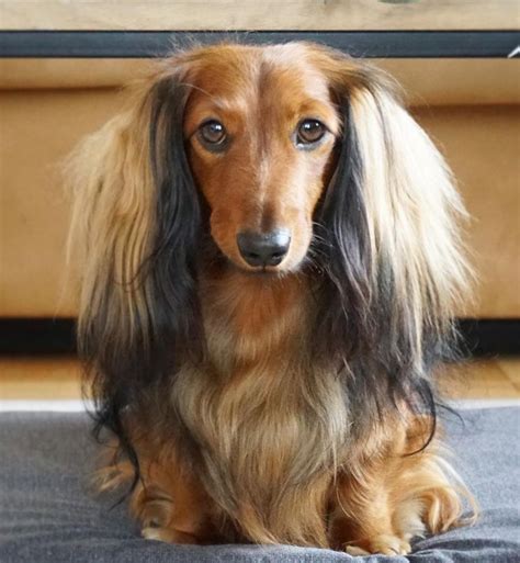 Long Haired Dachshund | Dachshund puppy long haired, Long haired dachshund, Dachshund pets