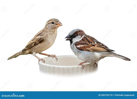 Male and Female House Sparrow Perching on a Feeding Bowl Stock Image ...