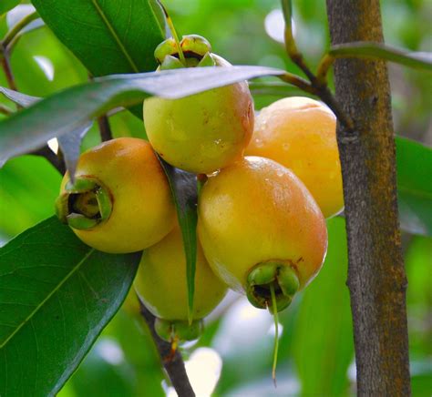 Polynesian Produce Stand : ~POMA ROSA~ SACRED FRUIT TREE Syzygium Jambos ROSE APPLE Live small ...