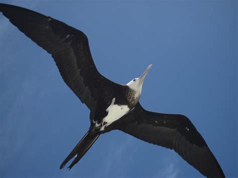 Magnificent Frigatebird - Fregata magnificens | Wildlife Journal Junior