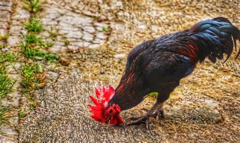 What Do Chickens Eat In the Wild? (10 Things)