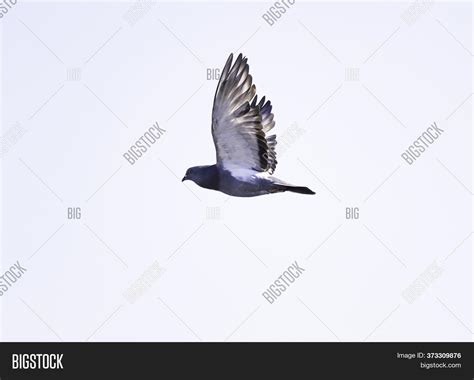 Rock Dove, Rock Pigeon Image & Photo (Free Trial) | Bigstock