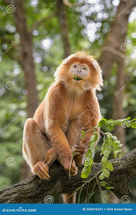 East Javan Langur - Trachypitheus Auratus in Its Natural Habitat Stock Image - Image of ...