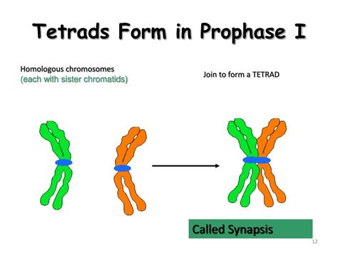 PPT - Meiosis Formation of Gametes (Eggs & Sperm) PowerPoint ...