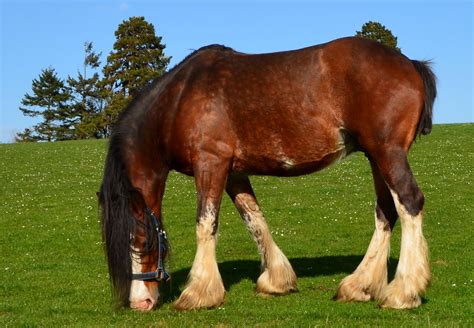 Tour Scotland Photographs: Tour Scotland Photographs Clydesdale Horse North Fife