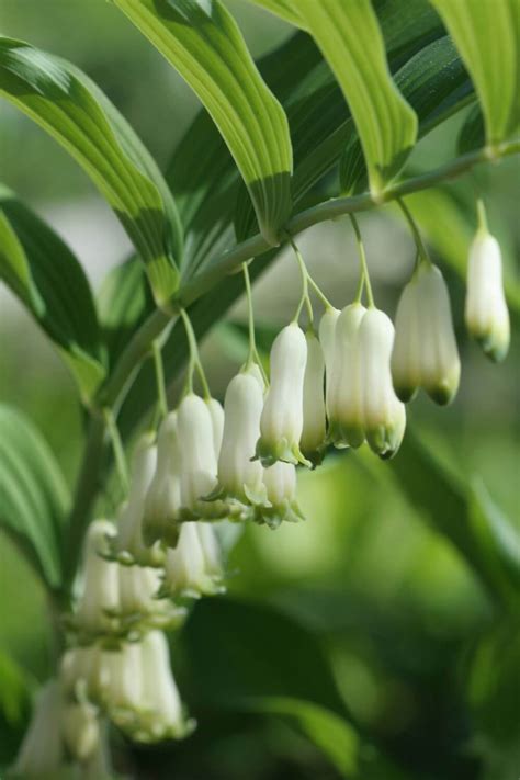 Thriving in the Shadows: The Best Shade-Loving Perennials — Gardening ...