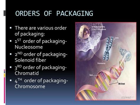 Dna packaging