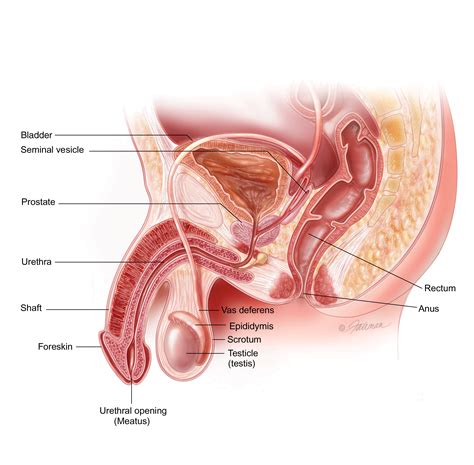 Prostate Cancer – Early-Stage: Symptoms, Diagnosis & Treatment ...