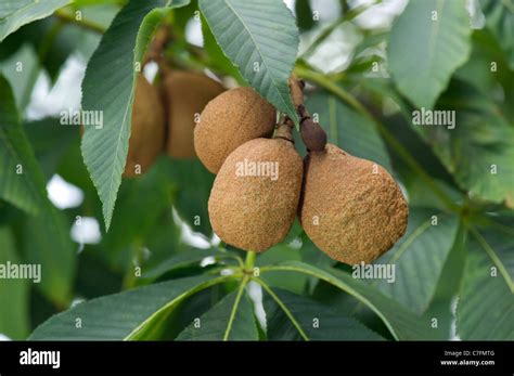 AESCULUS FLAVA Horse-chestnut chestnut Sweet Buckeye North-Amerika ...