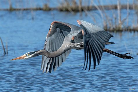 Great Blue Heron in Flight DMSB0151 Photograph by Gerry Gantt - Fine ...