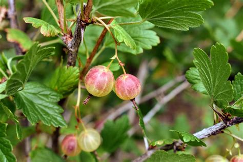 Moving My Gooseberry Bushes - The Martha Stewart Blog