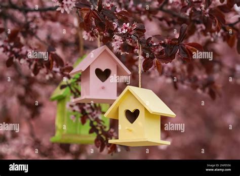 Different wooden bird houses hanging from tree outdoors Stock Photo - Alamy