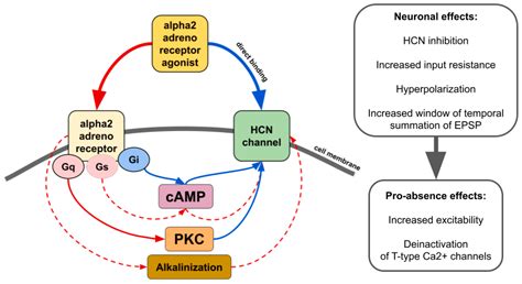 Alpha2 Adrenoreceptors in Relation to Spike-wave Epileptic Activity | Encyclopedia MDPI