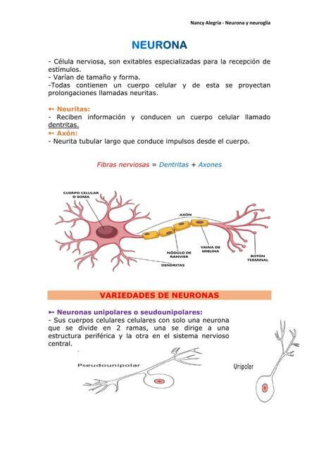 Neurona y neuroglía | Nancy A3C | uDocz