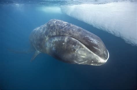 Balaenidae | New Bedford Whaling Museum