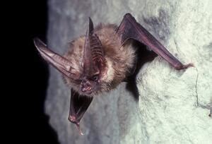 Townsend's Big-eared Bat / All Threatened and Endangered Species ...