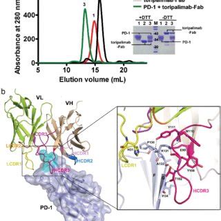 Antitumor efficacy of toripalimab in a MC38 bearing mouse model. (a,b)... | Download Scientific ...