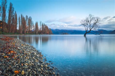 The Wanaka Tree in Autumn | Smithsonian Photo Contest | Smithsonian Magazine