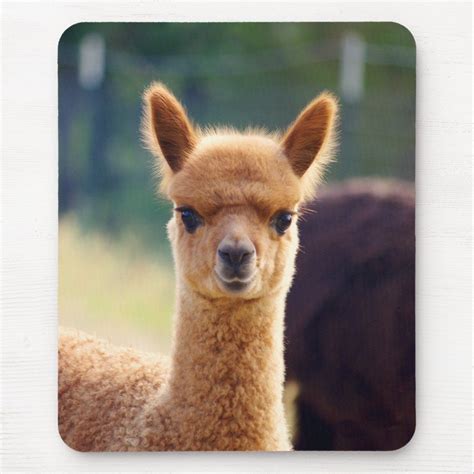 Beautiful Alpaca Mousepad | Zazzle | Baby animals funny, Cute animals ...