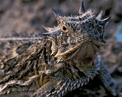 Horn Toad Photograph by Gary Langley