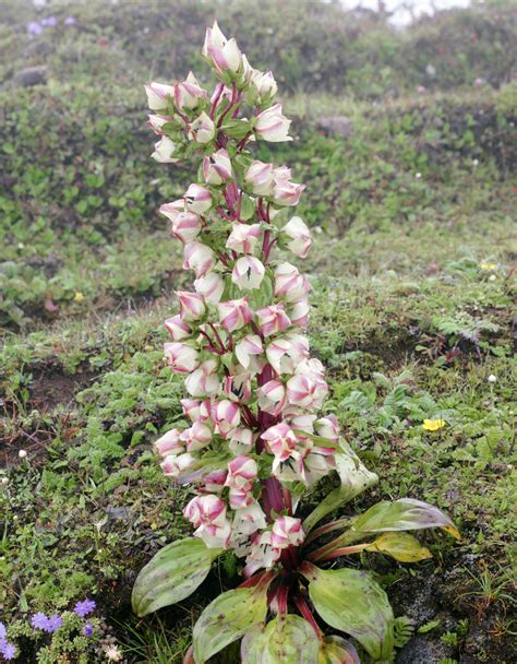 Pin on Flora and Fauna of Bhutan | Flora, Plants, Fauna