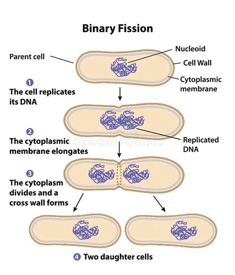 Binary Fission Diagram