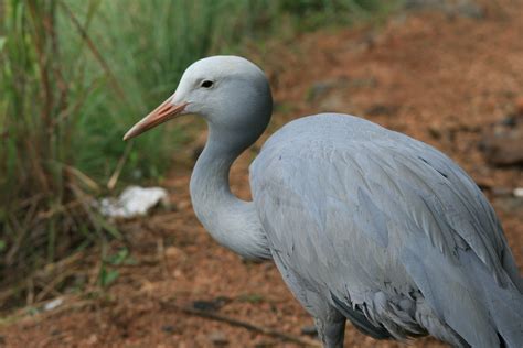 Blue Crane Bird Free Stock Photo - Public Domain Pictures