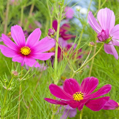 Wildflowers - Cosmos Flower Scatter Garden Seed Mix