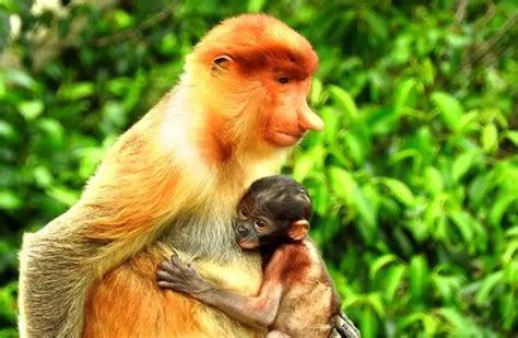 Proboscis Monkey - Description, Habitat, Image, Diet, and Interesting Facts