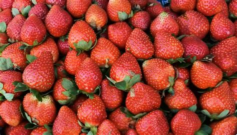 Stupefying Trips: Baguio: Strawberry Picking at La Trinidad Benguet