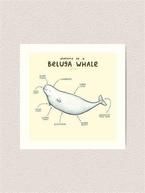 "Anatomy of Beluga Whale" Art Print for Sale by SophieCorrigan | Redbubble